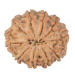 10 Mukhi Rudraksha 22.6mm 3.57gm - Rudraksha back