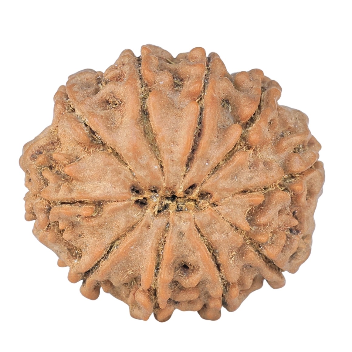 10 Mukhi Rudraksha 22.6mm 3.57gm - Rudraksha back