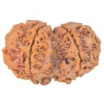 8 MK Gaurishankar 34.5mm 6.86gm - Rudraksha back