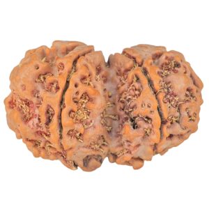 8 MK Gaurishankar 34.5mm 6.86gm - Rudraksha back