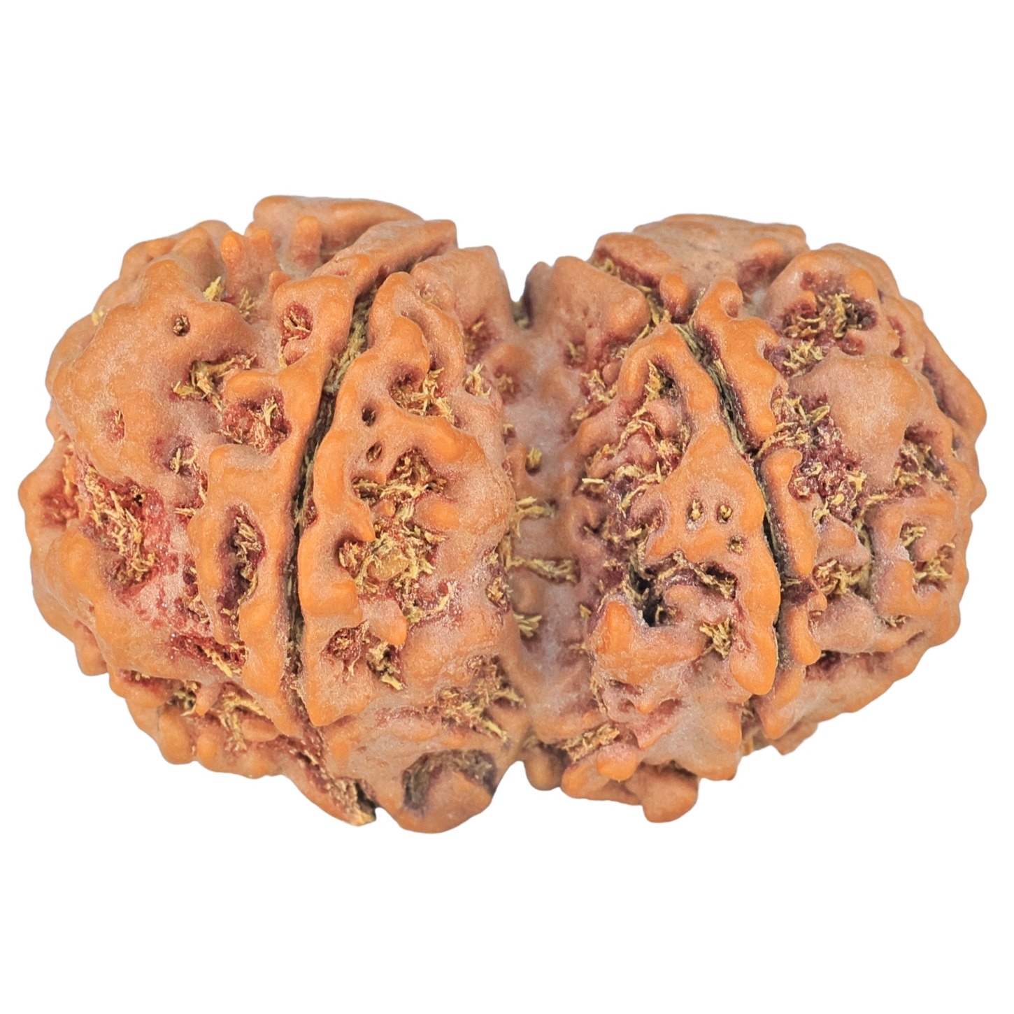 8 MK Gaurishankar 34.5mm 6.86gm - Rudraksha back
