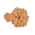Sawar/Ganesh (6+1) 18.6mm 1.37gm - Rudraksha back