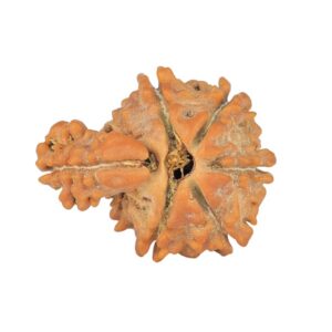 Sawar/Ganesh (6+1) 18.6mm 1.37gm - Rudraksha back