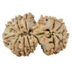 14 Mk Gaurishankar 30.6mm 4.9gm - Rudraksha back