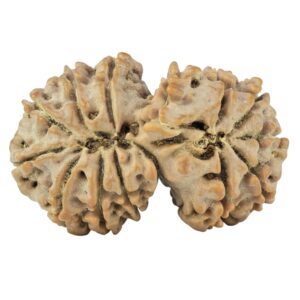 14 Mk Gaurishankar 30.6mm 4.9gm - Rudraksha back