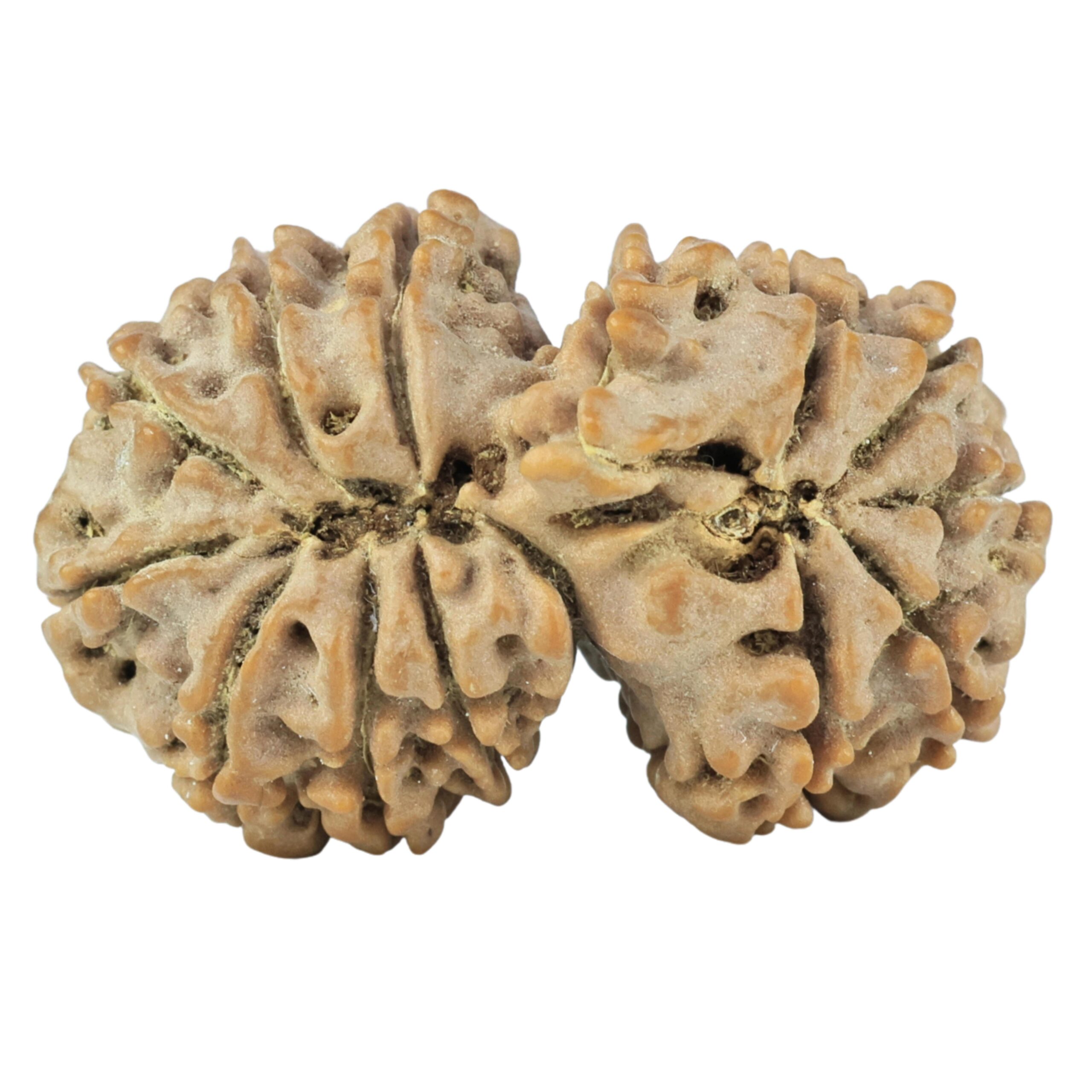14 Mk Gaurishankar 30.6mm 4.9gm - Rudraksha back