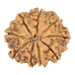 9 Mukhi Rudraksha 23.1mm 3.42gm - Rudraksha back