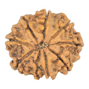 9 Mukhi Rudraksha 23.1mm 3.42gm - Rudraksha back