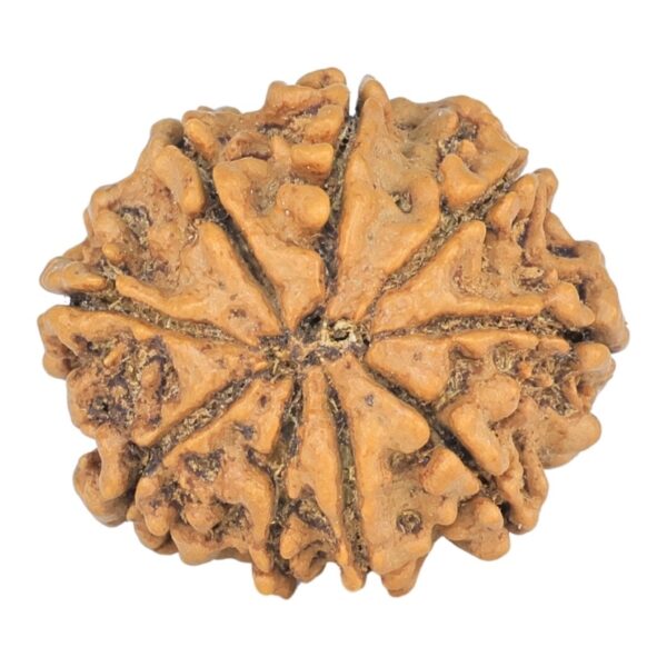 9 Mukhi Rudraksha 23.1mm 3.42gm - Rudraksha back