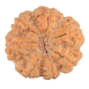 7 Mukhi Rudraksha 28.5mm 7.74gm - Rudraksha back