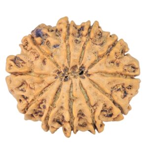11 Mukhi Rudraksha 26.3mm 4gm - Rudraksha back