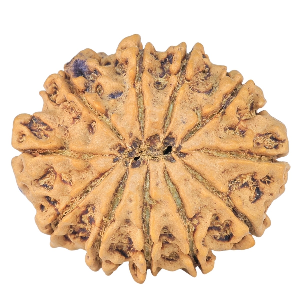 11 Mukhi Rudraksha 26.3mm 4gm - Rudraksha back