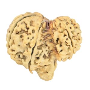 8 MK Garbhgauri & Ganesh 29.1mm 2.78gm - Rudraksha back