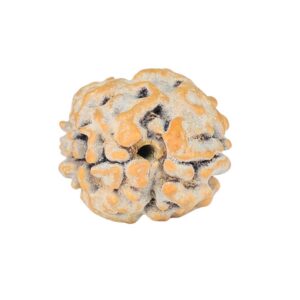 2 Mukhi Rudraksha 17.1mm 1.58gm - Rudraksha back