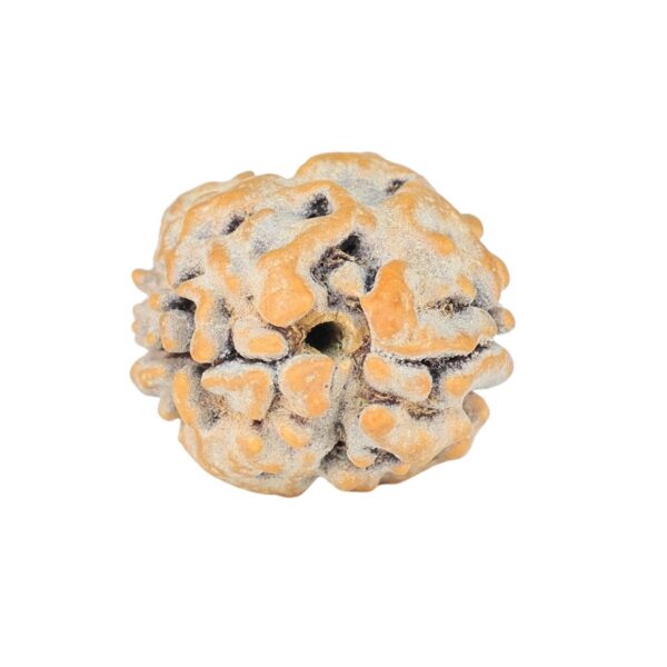 2 Mukhi Rudraksha 17.1mm 1.58gm - Rudraksha back
