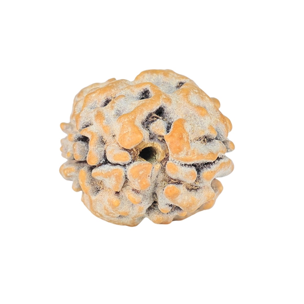 2 Mukhi Rudraksha 17.1mm 1.58gm - Rudraksha back