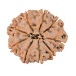 9 Mukhi Rudraksha 23.7mm 3.86gm - Rudraksha back