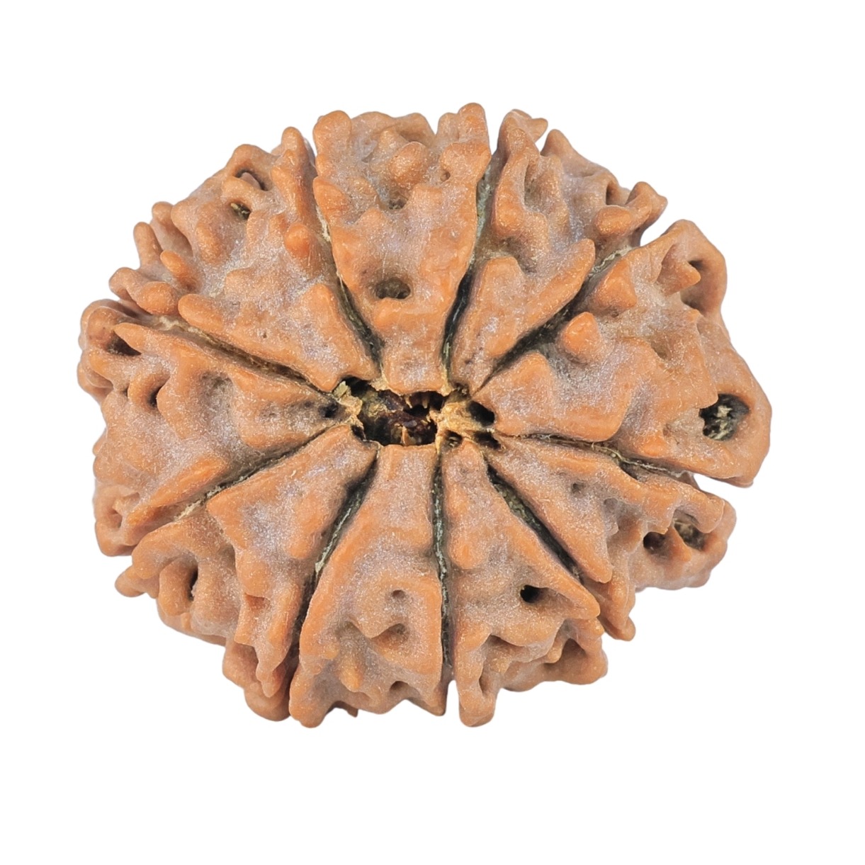 9 Mukhi Rudraksha 23.7mm 3.86gm - Rudraksha back
