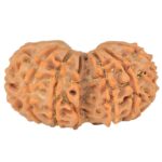 14 Mk Gaurishankar 29.7mm 4.16gm - Rudraksha back