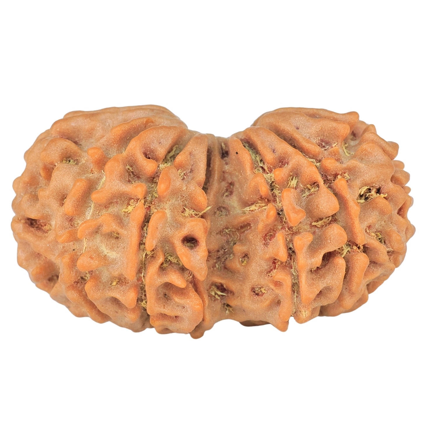 14 Mk Gaurishankar 29.7mm 4.16gm - Rudraksha back