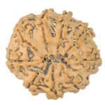 9 Mukhi Rudraksha 22.7mm 2.93gm - Rudraksha back