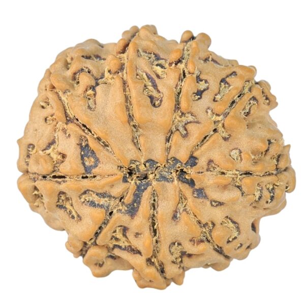 9 Mukhi Rudraksha 22.7mm 2.93gm - Rudraksha back
