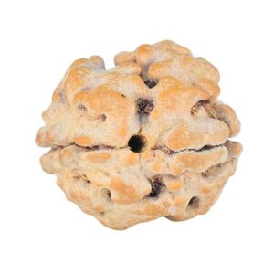 2 Mukhi Rudraksha 18.2mm 1.87gm - Rudraksha back