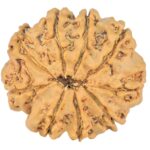 9 Mukhi Rudraksha 22.1mm 2.59gm - Rudraksha back