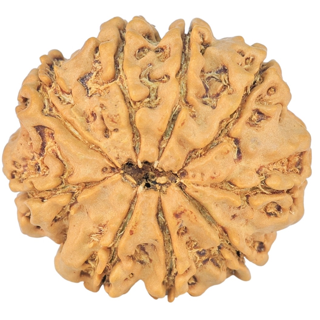 9 Mukhi Rudraksha 22.1mm 2.59gm - Rudraksha back