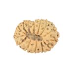 14 Mukhi Rudraksha 22.3mm 1.69gm - Rudraksha back