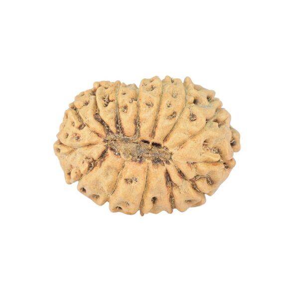14 Mukhi Rudraksha 22.3mm 1.69gm - Rudraksha back