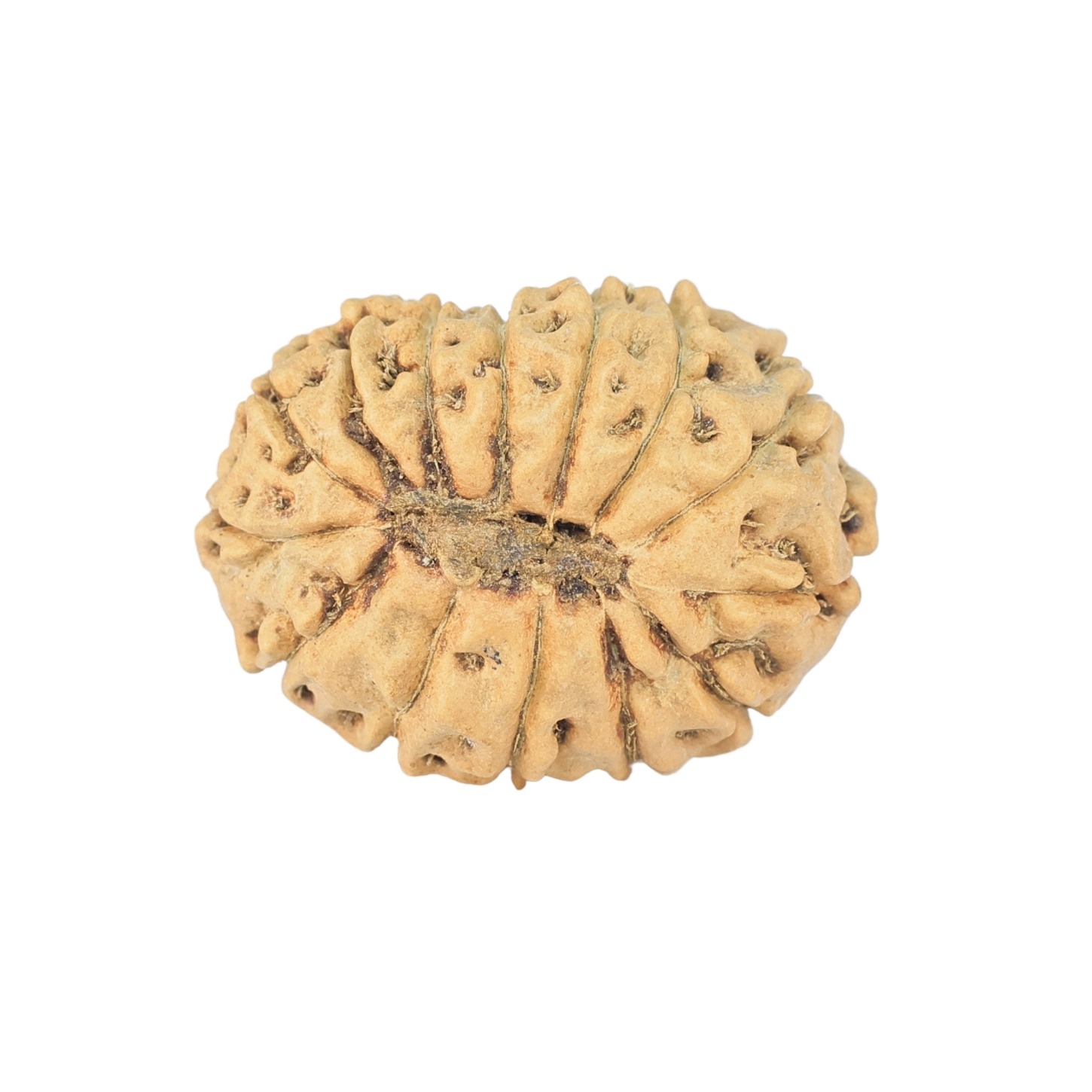 14 Mukhi Rudraksha 22.3mm 1.69gm - Rudraksha back