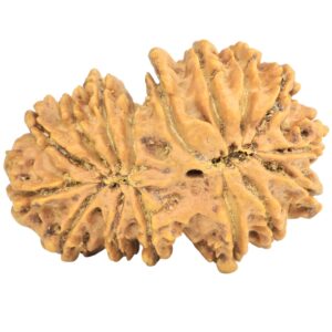 16 MK Gaurishankar 35mm 6.36gm - Rudraksha back