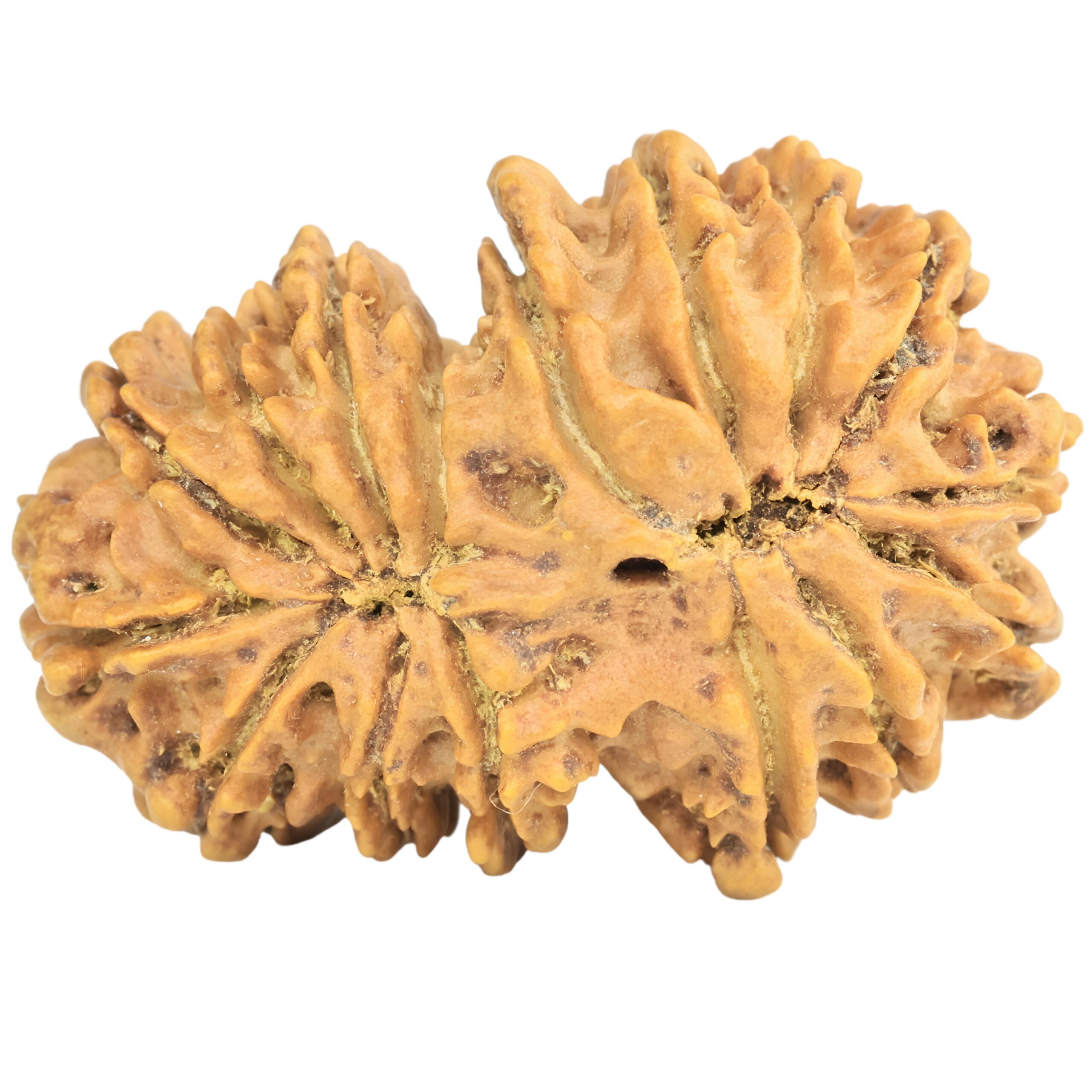 16 MK Gaurishankar 35mm 6.36gm - Rudraksha back