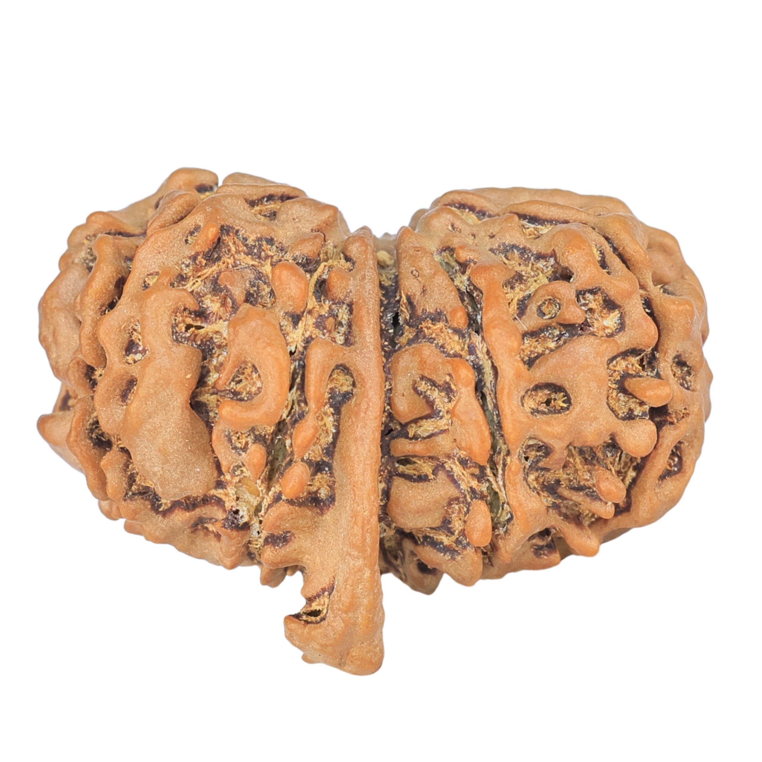 11 Mukhi G.S & Ganesh 28.3mm 4.39gm - Rudraksha back