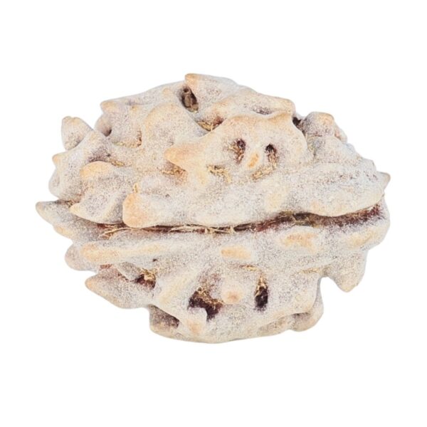 1 Mukhi Rudraksha 16.4mm 1.16gm - Rudraksha back