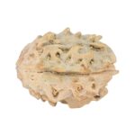 1 Mukhi Rudraksha 17.7mm 1.17gm - Rudraksha back