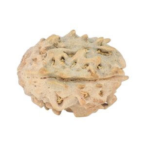 1 Mukhi Rudraksha 17.7mm 1.17gm - Rudraksha back