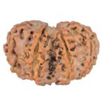 8 MK Gaurishankar 28mm 4.71gm - Rudraksha back