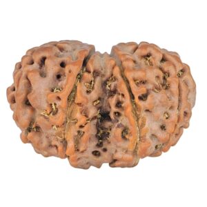 8 MK Gaurishankar 28mm 4.71gm - Rudraksha back