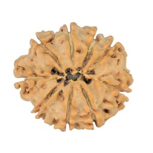 9 Mukhi Rudraksha 22.6mm 3gm - Rudraksha back