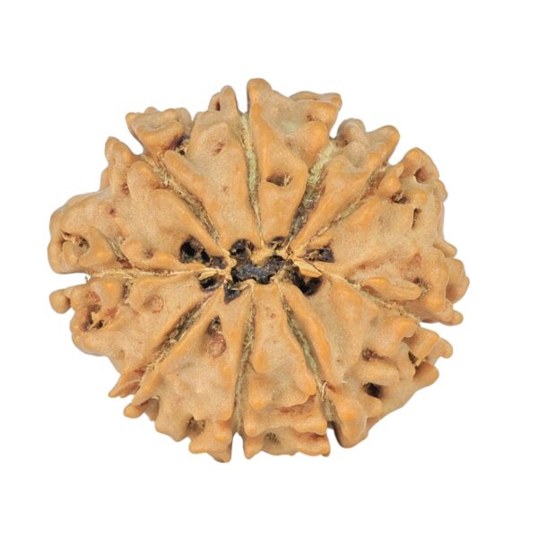 9 Mukhi Rudraksha 22.6mm 3gm - Rudraksha back