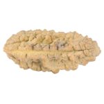 1 Mukhi Rudraksha 38.6mm 6.42gm - Rudraksha back