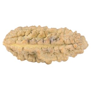 1 Mukhi Rudraksha 38.6mm 6.42gm - Rudraksha back