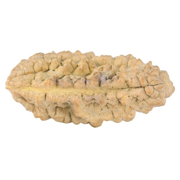 1 Mukhi Rudraksha 38.6mm 6.42gm - Rudraksha back