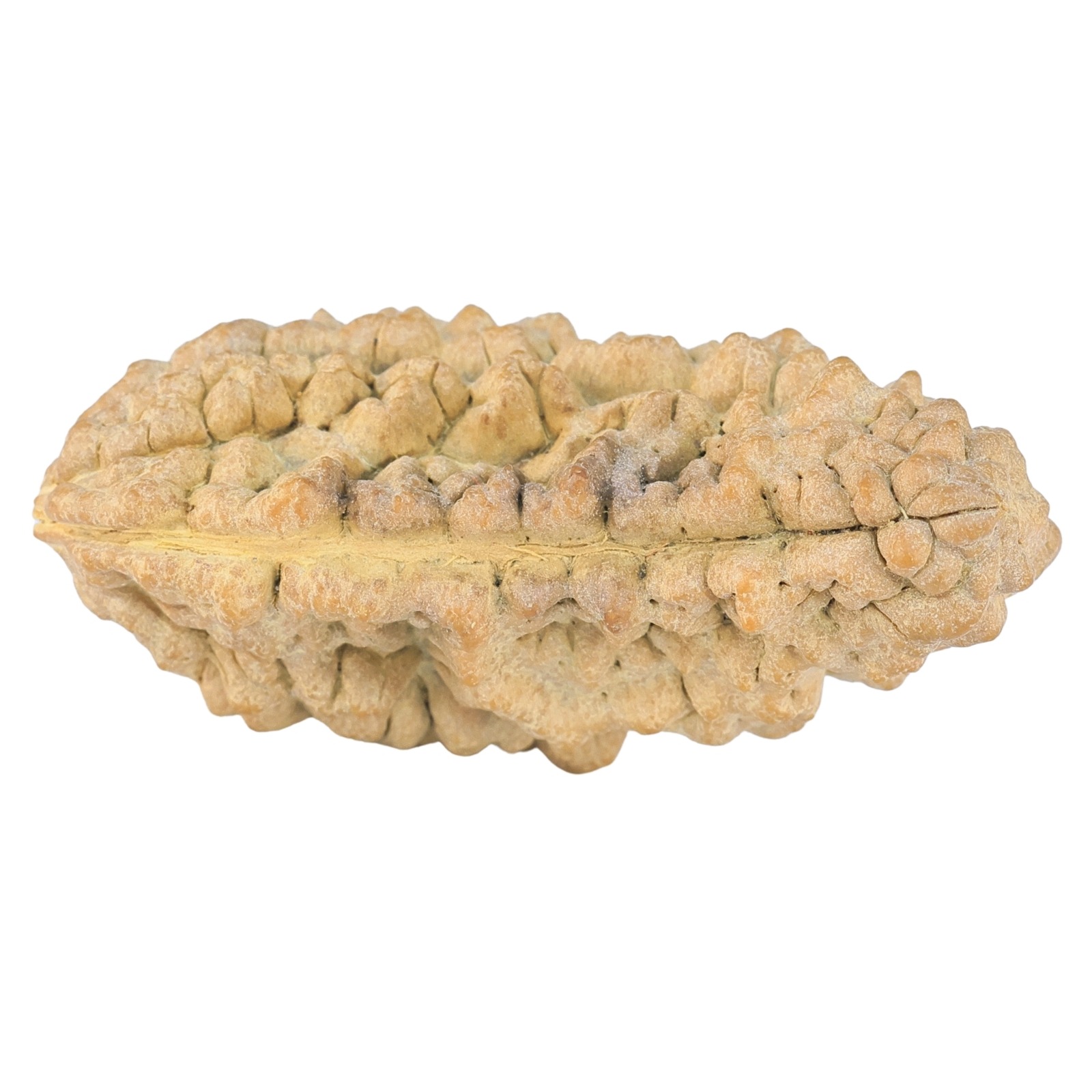 1 Mukhi Rudraksha 38.6mm 6.42gm - Rudraksha back