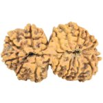 16 MK Gaurishankar 39mm 7.4gm - Rudraksha back