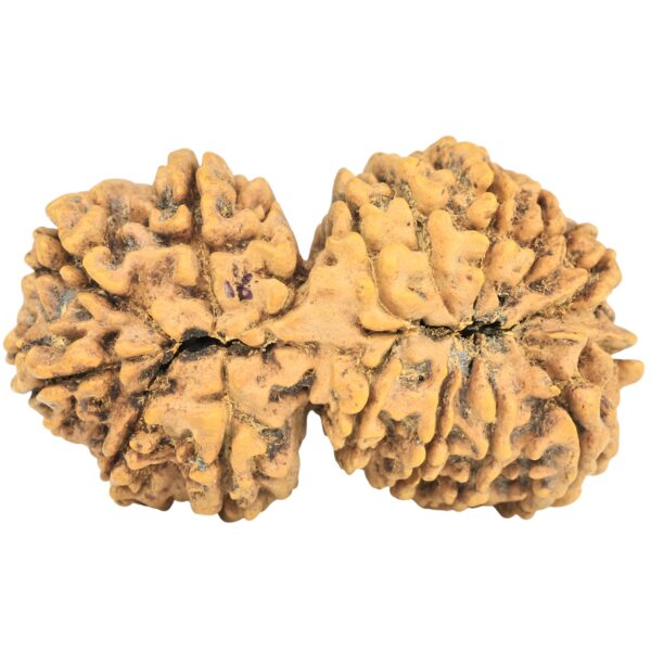 16 MK Gaurishankar 39mm 7.4gm - Rudraksha back