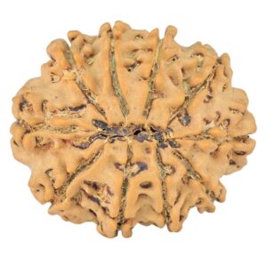 10 Mukhi Rudraksha 25.1mm 3.44gm - Rudraksha back