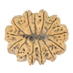 13 Mukhi Rudraksha 42.4mm 14.66gm - Rudraksha back